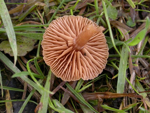 Flammulina velutipes e Tubaria sp.